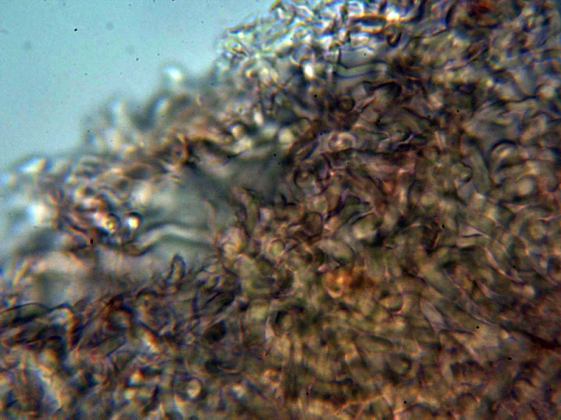 Cerioporus varius 5 - Suprapellis